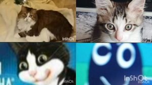 Котики 4