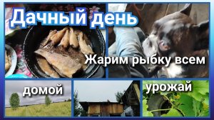 Проверка крыши//жарим рыбку//домой