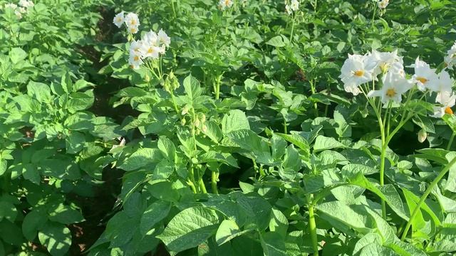 DokaGene (ДГТ).  Сорта картофеля Прайм и Кармен. Цветение