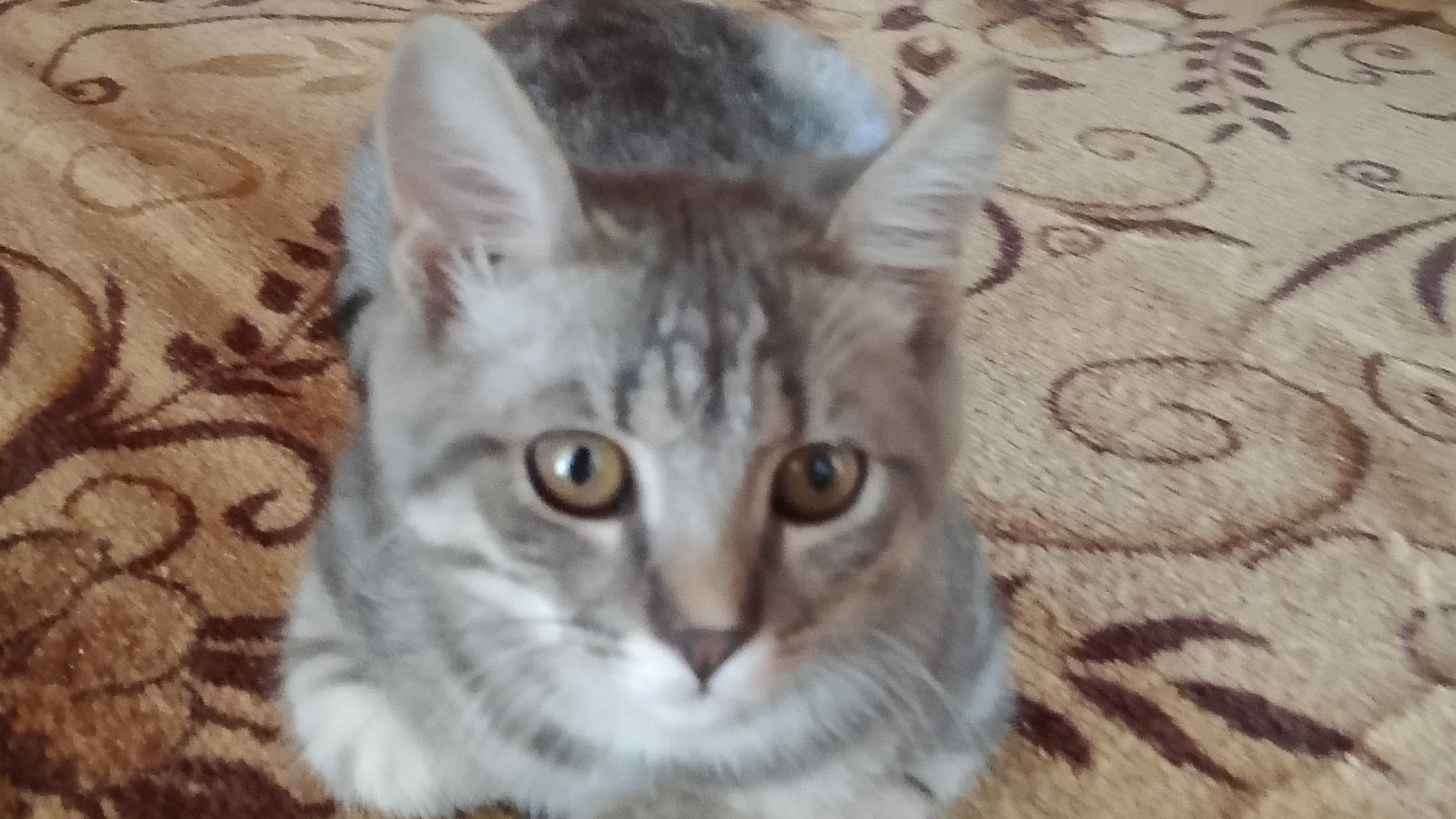 КОРОЧЕ ГОВОРЯ Я СПЛЮ
