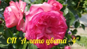 СП «А ЛЕТО ЦВЕТА - 4/ 2026 УЧАСТНИК № 34 #а_лето_цвета4_отчет1