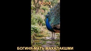 СОЛО