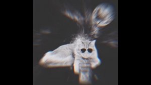Радостные лица котиков шаблон мега расширение