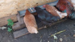 Муж приказал обработать доски.😁