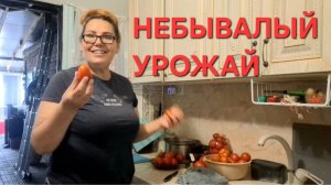 1387 Небывалый Урожай. Уже не знаем куда девать. Простая жизнь после Переезда в станицу.