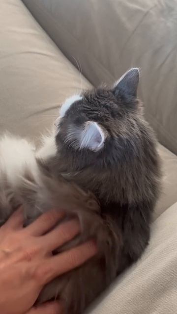 глажу кота