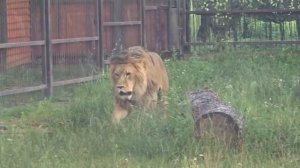 MXNC2944_28.07.2026-Видео от Светланы