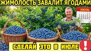 Сделайте ЭТО с Жимолостью в ИЮЛЕ и куст завалит ягодой. Не бросайте куст после сбора урожая!