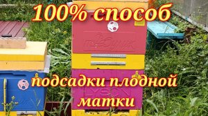 Подсадка плодной матки.100% метод.