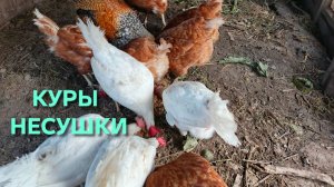 Куры-несушки снова несутся стабильно благодаря диете