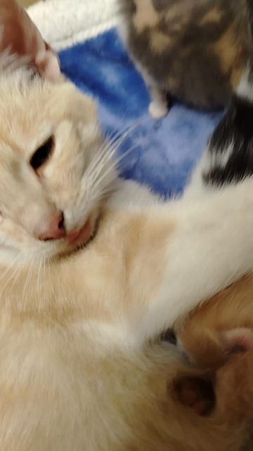 кошечка с котятками ❤️🐱