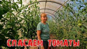 СПАСАЕМ ТОМАТЫ