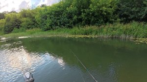 ЗАКИНУЛ ПОППЕР В КАМЫШ И ТАМ ТАКОЕ КЛЮНУЛО....! Рыбалка летом на реке.