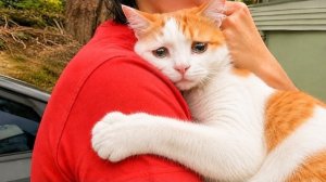 Когда Твоя кошка Станет Твоим Терапевтом