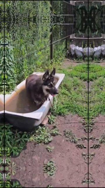 Рыбы нет 🐕 There Are No Fish