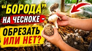 «Борода» на чесноке - обрезать или нет?