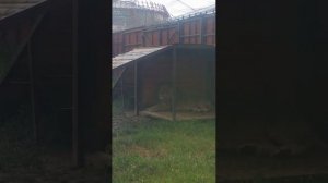 SUTH1426_28.07.2026-Видео от Светланы