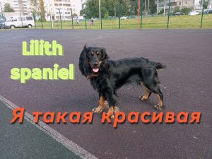 Собакин стримчик! 😎👍