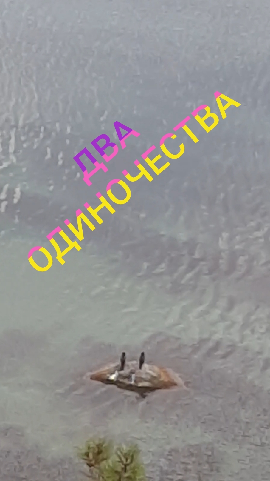 Два одиночества! 🕊🦅