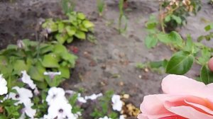 💕🌹🌹🌹Еще цветут и радуют🌺