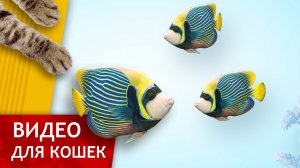 Видео для Кошек - Тропические рыбки в кристально чистой воде! (Развлеки своего кота)
