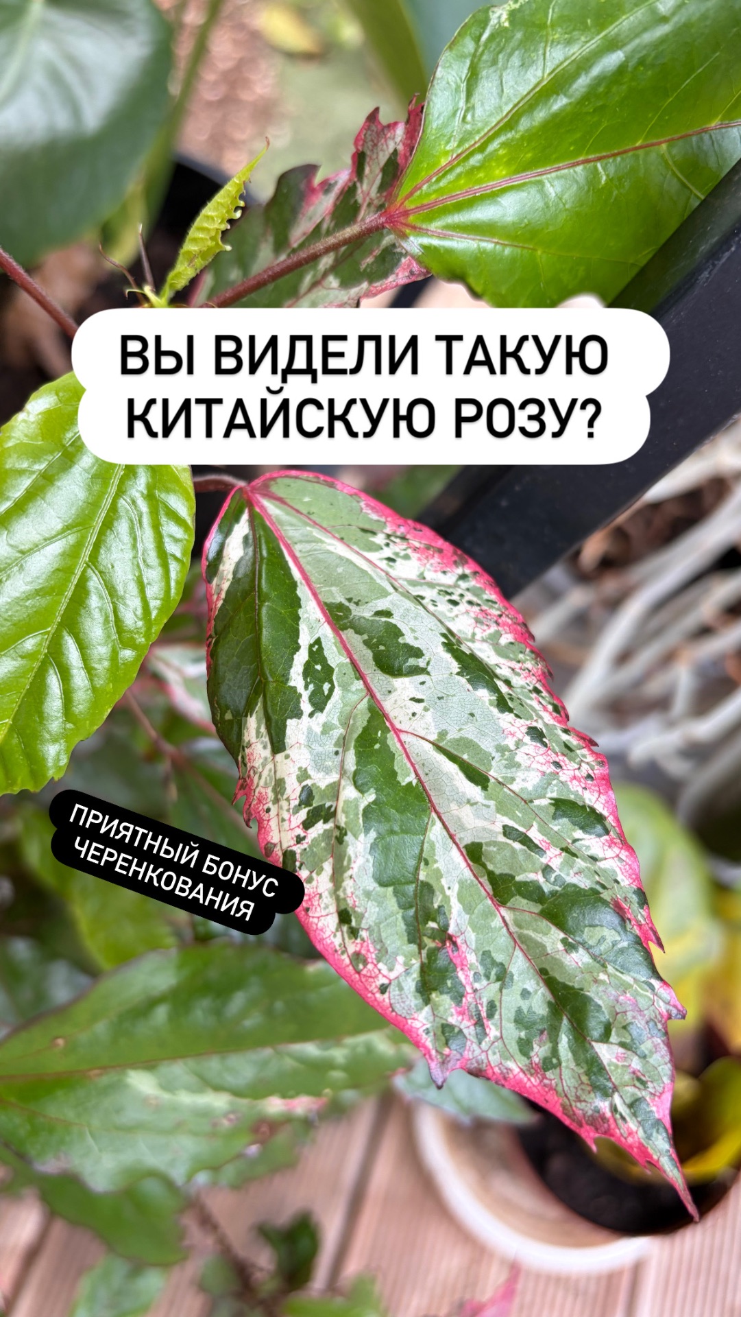 Гибискус Китайский 🌺, китайская Роза 🌹