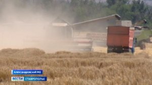 На Ставрополье приступили к уборке редкой для региона культуры