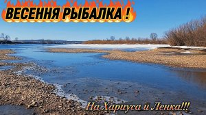 Продолжение Весеннего Сезона на Хариуса и Ленка 2026! 13-й день!!!