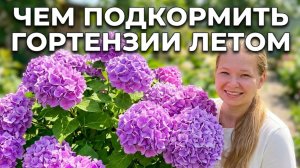 Вечное лето гортензии. Уход за крупнолистной гортензией, летние подкормки и удобрения под корень.