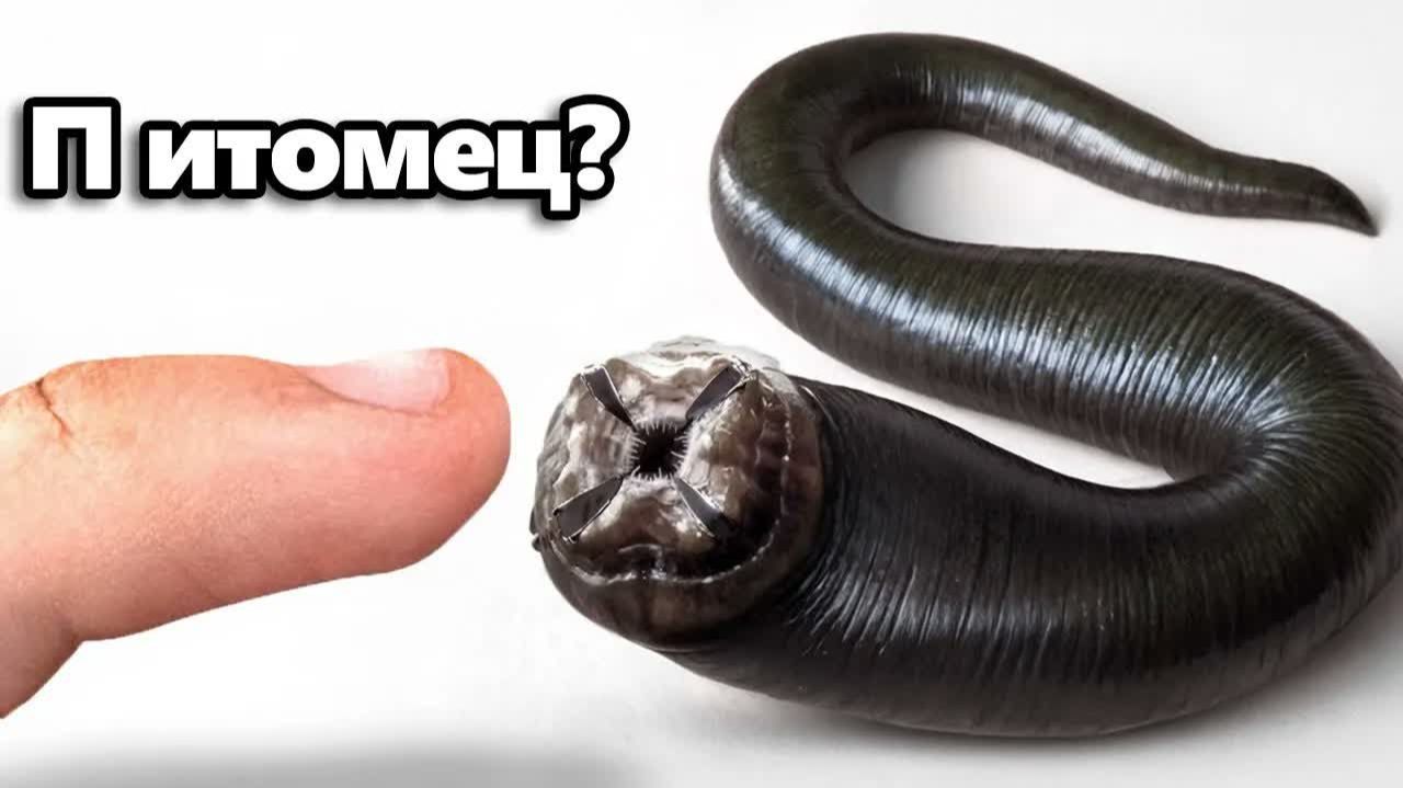 Я Завёл Питомца Пиявку (да, правда)
