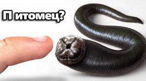 Я Завёл Питомца Пиявку (да, правда)