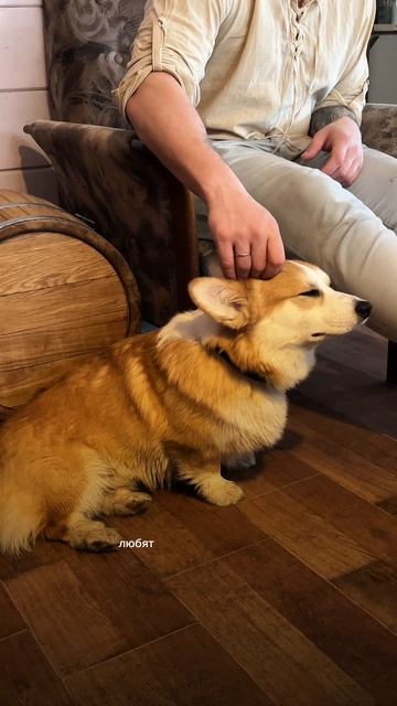 Кто в корги банде?