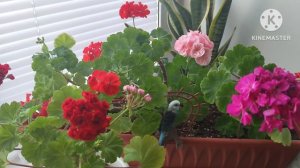 Почему желтеют листья на Пеларгонии?☘️💃🦋🥀☘️