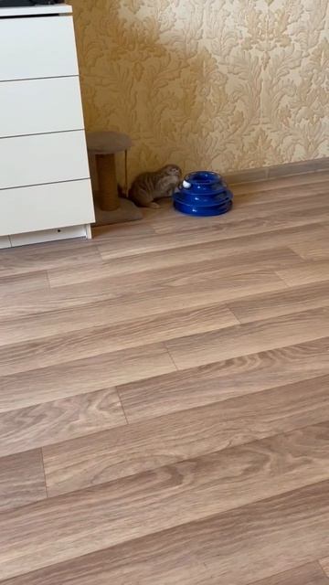 Речка. роллы. котенок.