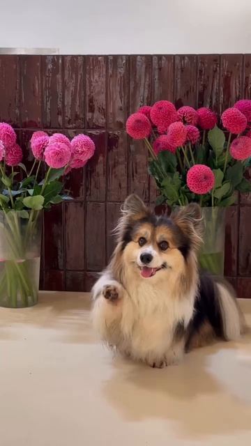 🐶🐕