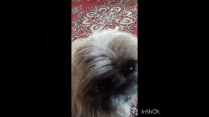 сделала тату сестрёнку в тихоря