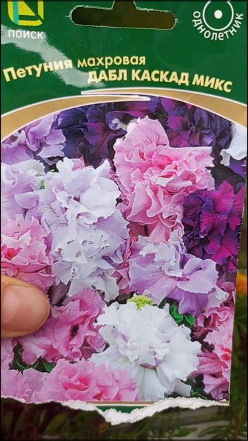 Петуния из семян.