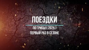 По грибы ( 2026 ) первый раз в сезоне
