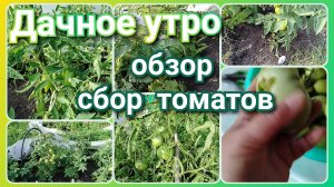 Обзор и сбор томатов