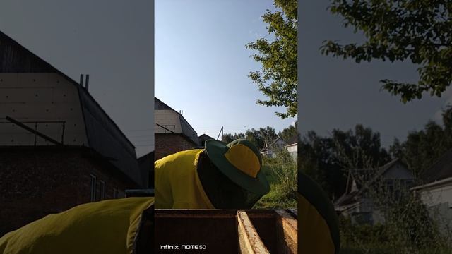 Что мы делаем после объединения пчелиных семей