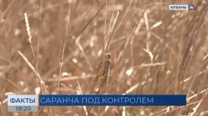 В Краснодарском крае готовятся к возможному нашествию саранчи
