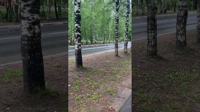 Остановка Ленина 69 ЗАТО Мирный Архангельская область