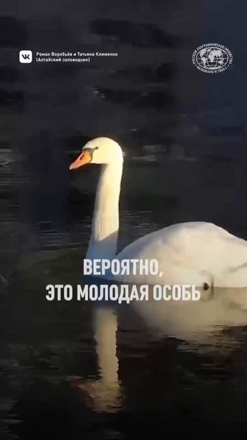 Встретили лебедя-шипуна! 🦢 Автор видео: Роман Воробьёв и Татьяна Клименко (Алтайский заповедник)