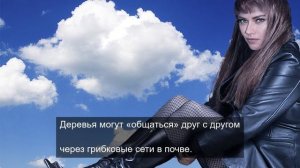 Любовь и голуби 1