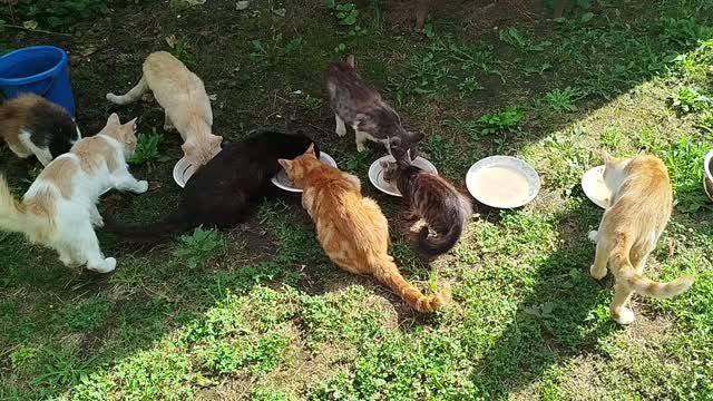 Спасибо мои дорогие подписчики!🙏🐱😺😻🤗