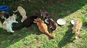 Спасибо мои дорогие подписчики!🙏🐱😺😻🤗