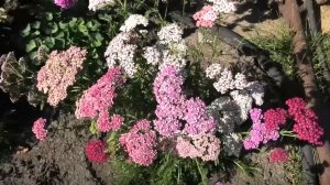 Тысячелистник зацвел 29 июля