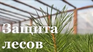 На профилактику лесных пожаров в ЛНР выделили 45 миллионов рублей