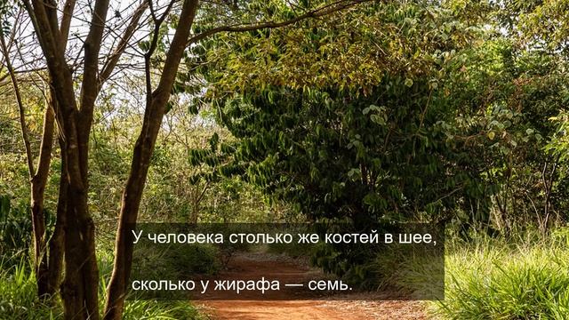 Любовь и голуби 3