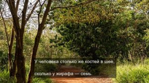 Любовь и голуби 3